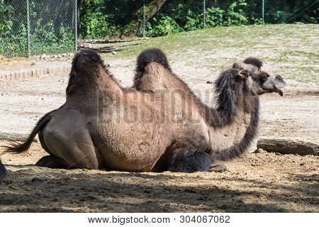 The Bactrian Camels, Camelus Bactrianus Is A Large, Even-toed Ungulate Native To The Steppes Of Cent