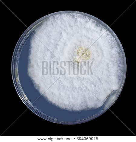 Colony Of Mold Fungus Cultivated From Indoor Air On Petri Dish With Sabourad Dextrose Agar