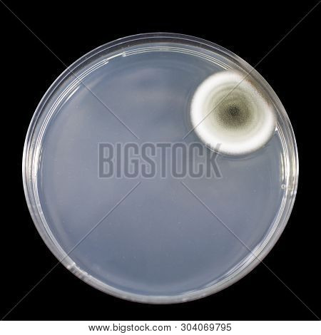 Colony Of Mold Fungus Cultivated From Indoor Air On Petri Dish With Sabourad Dextrose Agar