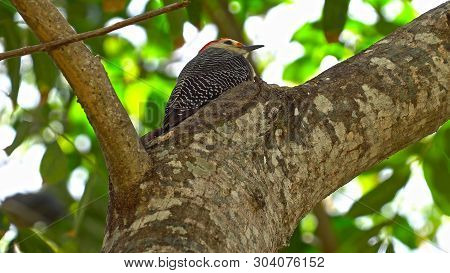 Close-up Of A Modularis, Bird In A Tree Display And Singing A Early Morning Song During Springtime T