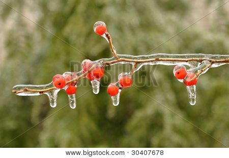 Glace-enfermé les baies de houx verticillé (Ilex verticillata)