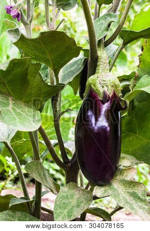 Growing The Eggplants (aubergine, Or Solanum Melongena). Ripe Fruit In The Vegetable Garden. Close-u