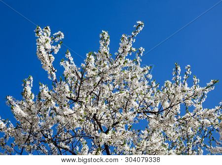 Cherry Tree Blooming Branches Against The Blue Sky. Spring Blossom.