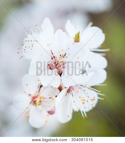 Pear Tree Flowers In The Spring Garden. Spring Blossom. Close-up.