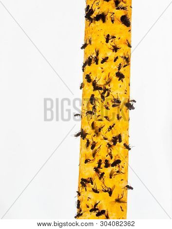 Yellow Flypaper (fly Ribbon Or Fly Strip) With Dead Flies On It.