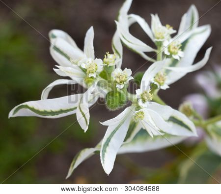 Euphorbia Marginata (snow-on-the-mountain, Smoke-on-the-prairie, Variegated Spurge, Whitemargined Sp