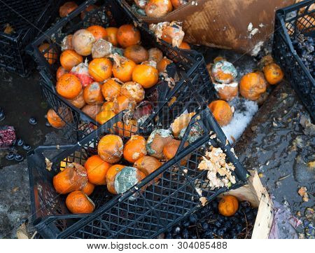 Rotten Mandarin Oranges On The Landfill. Spoilt Citrus Products. Rotten Tropical Fruit. Pile Of Garb