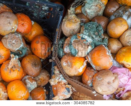 Rotten Mandarin Oranges On The Landfill. Spoilt Citrus Products. Rotten Tropical Fruit. Pile Of Garb
