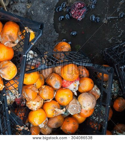 Rotten Mandarin Oranges On The Landfill. Spoilt Citrus Products. Rotten Tropical Fruit. Pile Of Garb
