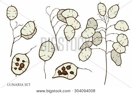 Vector Set Of Hand Drawn Colored  Lunaria Stock Illustration