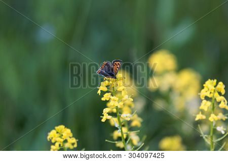 Small Coper Butterfly, Lycaena Phlaeas, On A Yellow Flower.