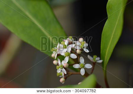 Skimmia Passion - Latin Name - Skimmia Japonica Passion