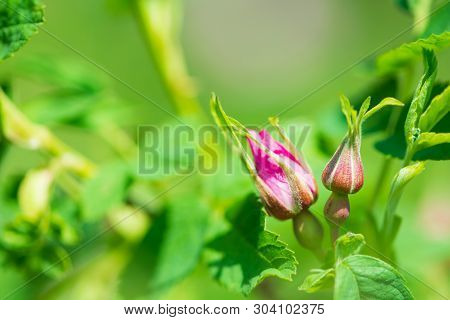 Pink Wild Rose Buds (dog Rose, Rosa Canina) On Sky Background. Spring Background