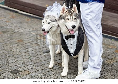 Siberian Husky Dogs Couple With Heterochromia, Copy Space. Bride And Groom. Wedding Concept