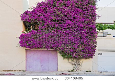 A Beautiful Paperflower Bush Covers The Wall Of A Residential Building And Create A Natural Arch