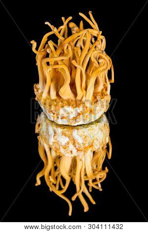 Cordyceps Militaris Is A Species Of Fungus In The Family Clavicipitaceae, And The Type Species Of Th