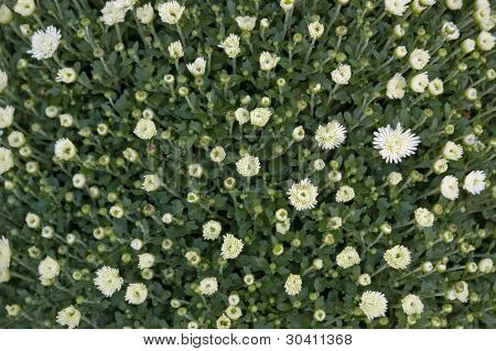 Blomstermotiver baggrund