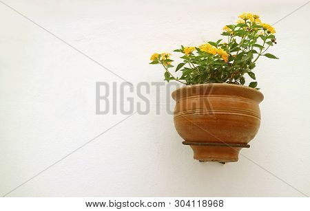 Yellow Lantana Flowers In Terracotta Planter Hanging On White Concrete Wall
