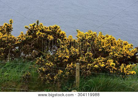 Yellow Flowering Gorse Bushes Above Fleswick Bay In Cumbria.