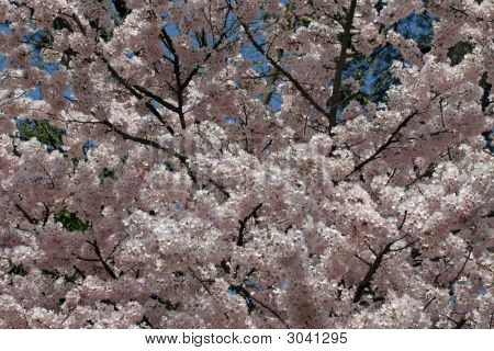 Akebomo ดอกเชอร์รี่