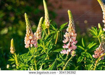 Beautiful Nature Background With Pink Flowers, Lupine In The Spring