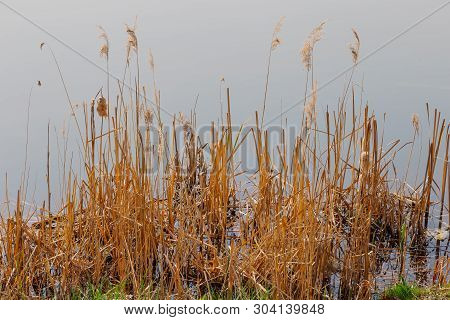 Dried Yellow Plants By The Lake In The Early Morning.