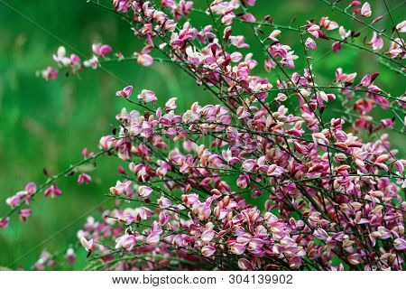 Cytisus Scoparius Spring Blooming Bush With Red/ Yellow Blossom