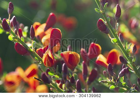 Cytisus Scoparius Spring Blooming Bush With Red/ Yellow Blossom
