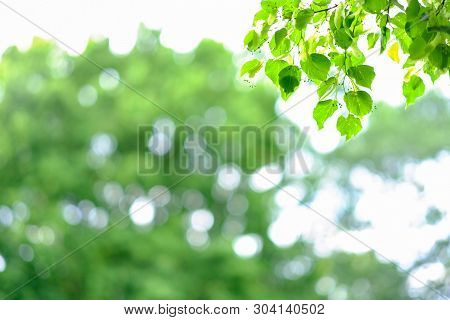 Abstract Background With Green, Yellow Und White Sircle Bokeh. Summer Background.