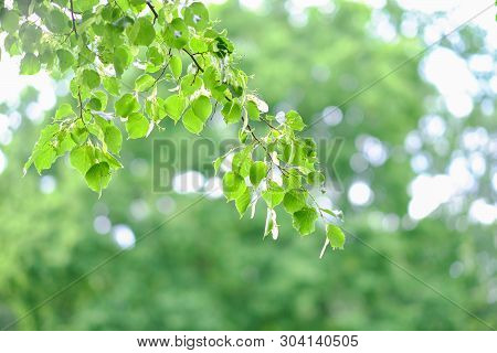 Abstract Background With Green, Yellow Und White Sircle Bokeh. Summer Background.