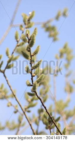 Ament On Tree  At Dry Sunny Day