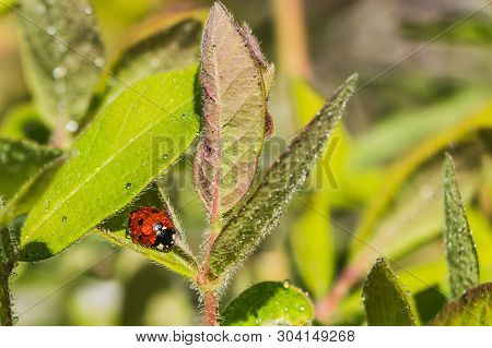 Bright Red And Black Ladybug With Water Drops On The Green Leaves Of Honeysuckle After Rain In The G