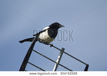 Black-billed Magpie - Pica Pica 
Perched On A Television Aerial