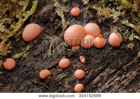 Wolf's Milk Slime Mould