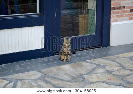Tabby Cat With Green Eyes Sitting And Watching The World Go By.  Stray Cat Sitting On Sidewalk In Ha