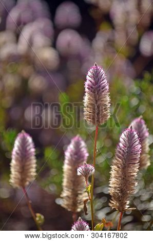 Australian Native Purple Ptilotus Exaltatus Wildflowers, Family Amaranthaceae. Called Mulla Mulla By