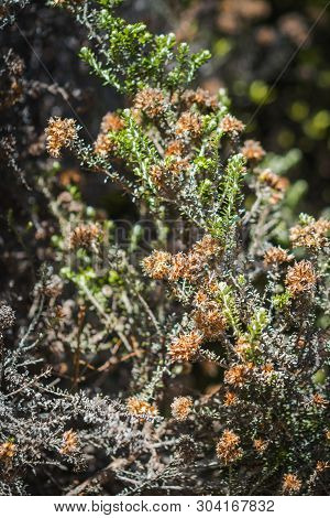 Ozothamnus Leptophyllus, Commonly Known As Tauhinu Or Cottonwood, Is A Native Shrub Of New Zealand.