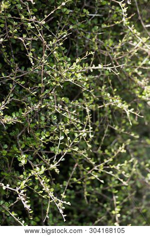 Pittosporum Obcordatum, Commonly Called Heart-leaved Kohuhu Or Heart-leaved Kohukohu Or Kohukohu, Is