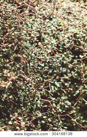 Pittosporum Obcordatum, Commonly Called Heart-leaved Kohuhu Or Heart-leaved Kohukohu Or Kohukohu, Is