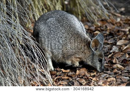 The Tammar Wallaby Is Foraging For Food