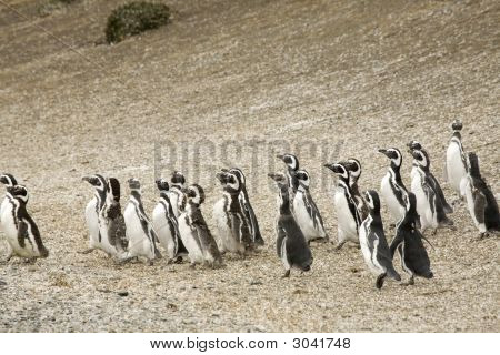 Chodící Penguins