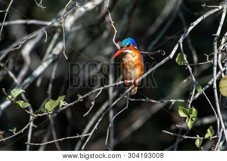 A Malachite Kingfisher Fishing In A River In The Imfolozi Game Reserve, South Africa.