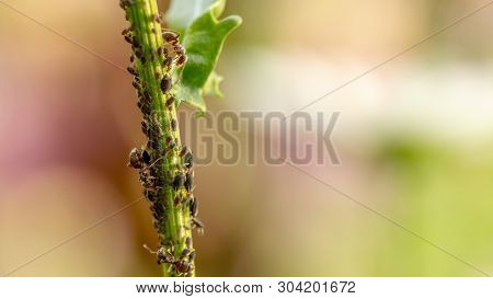 Aphid, A Pest, On An Apple Tree Branch. The Insect Feeds On The Plants Juices, Destroying The Leaves