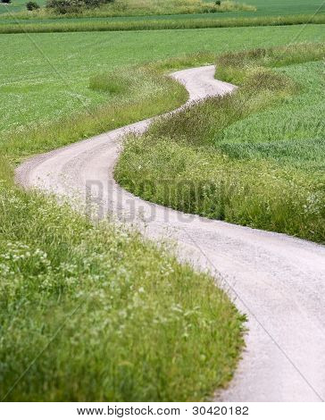 ヘビの未舗装の道路