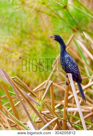 Waterfowl.double Crested Cormorant.phalacrocorax Auritus.kenya, A National Park. Photo Safari Wildli
