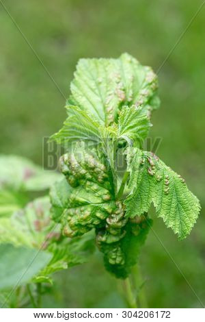 Strongly damaged leaves from aphids