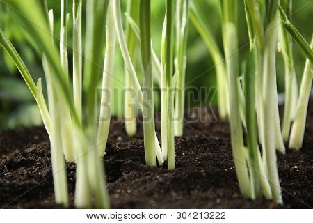 Fresh Wild Garlic Or Ramson Growing In Garden, Closeup