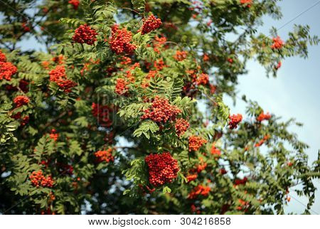 Many Ashberry With Leafs On Sky Background
