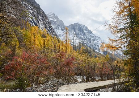 Colorful Forest And Snow Mountain  In The Winter Season At The Siguniang Scenic Area, Chengdu City, 