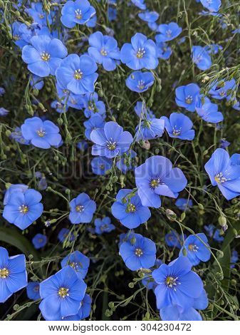Baeutiful Blue Flowers. Ineresting Illustration Of Linen.